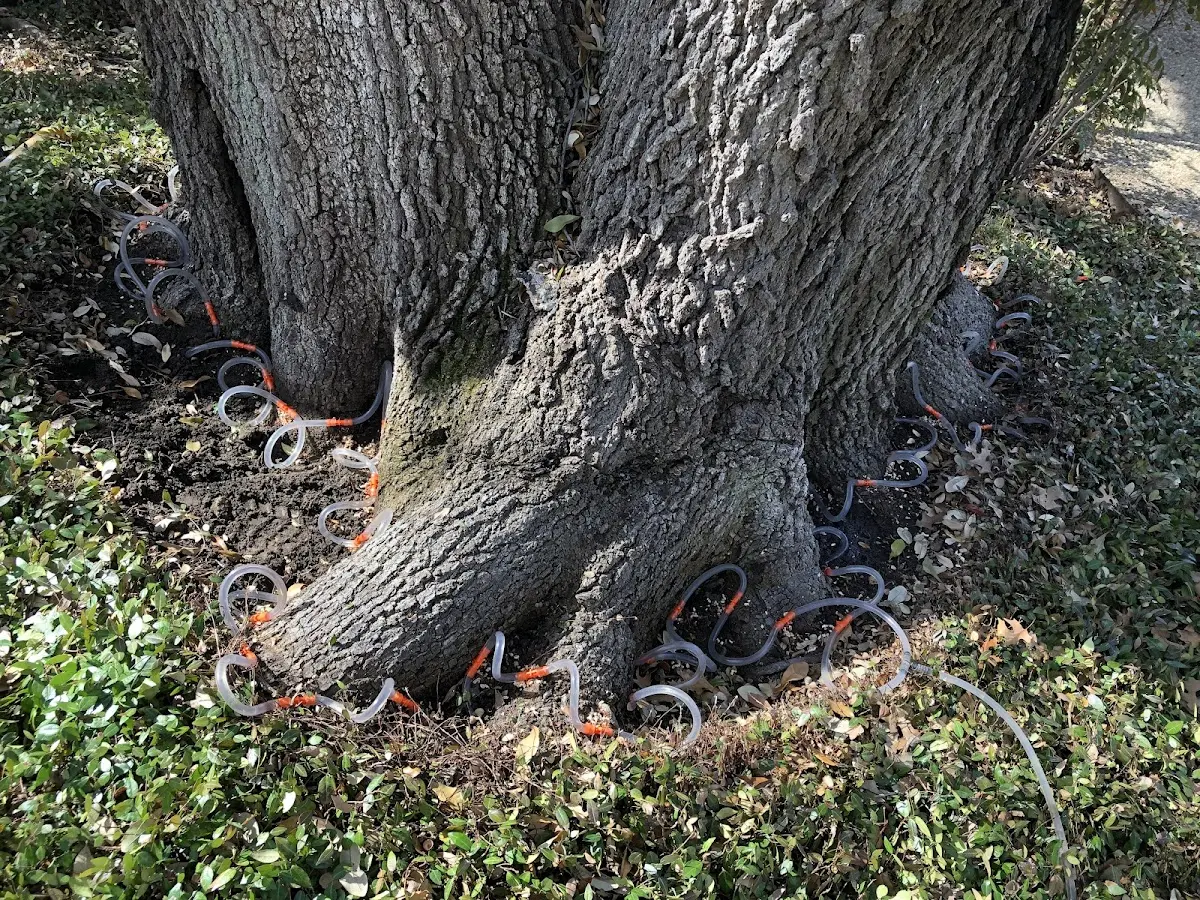 Detailed Tree Cabling and Bracing job site in Flagstaff